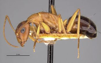 Media type: image;   Entomology 22944 Aspect: habitus lateral view